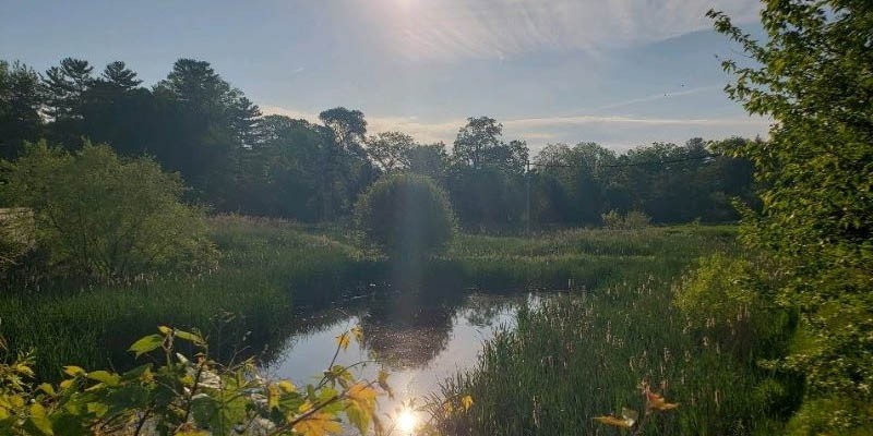 Constructed Stormwater Wetland