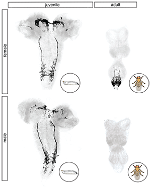 The image shows the juvenile and adult central nervous system from a female and male fly.