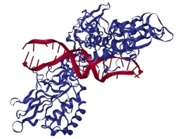 Manipulation of the Innate Immune Response