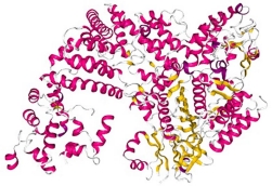 Optimization of Cas9 Expression/Activity in T Cells