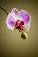 orchid