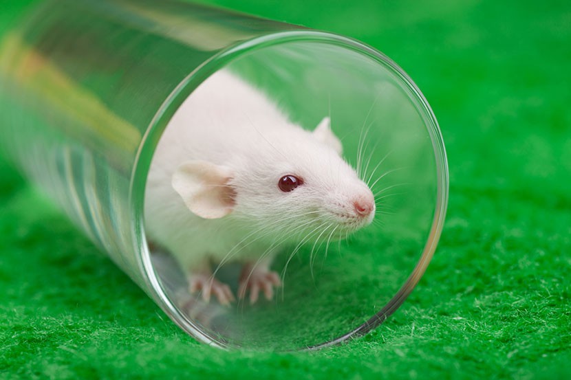 Mouse in glass beaker
